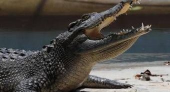 Pistoia, "c'è un coccodrillo nel laghetto": scattate le ricerche