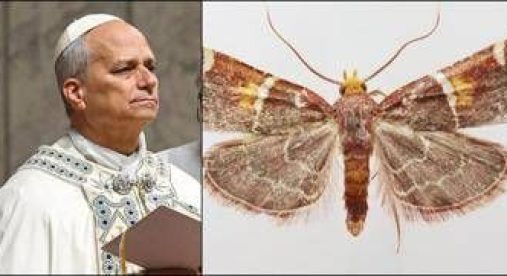 Scoperta una nuova falena, il suo nome è una dedica a Papa Leone